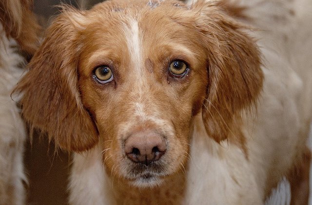 Un doljean de 15 ani a omorât un câine cu ranga. Ce l-a determinat să recurgă la gestul violent