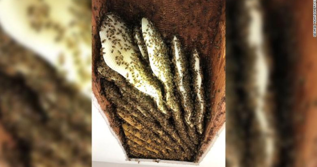 Intrigat de zgomote, un bărbat a descoperit 100.000 de albine în tavanul casei