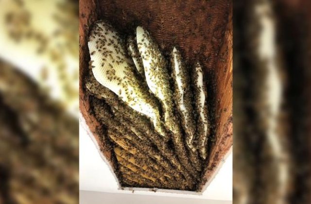 Intrigat de zgomote, un bărbat a descoperit 100.000 de albine în tavanul casei