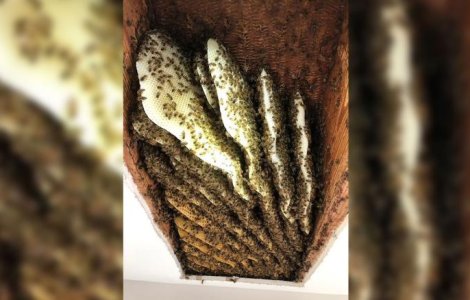 Intrigat de zgomote, un bărbat a descoperit 100.000 de albine în tavanul casei