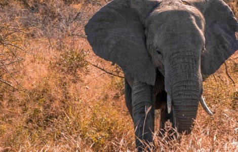 De ce elefanții nu țin la beție în ciuda staturii impunătoare