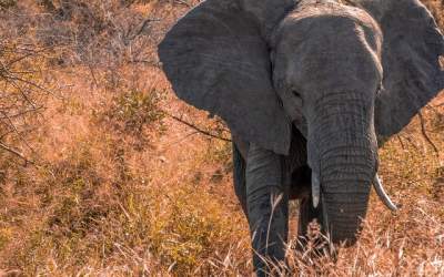 De ce elefanții nu țin la...