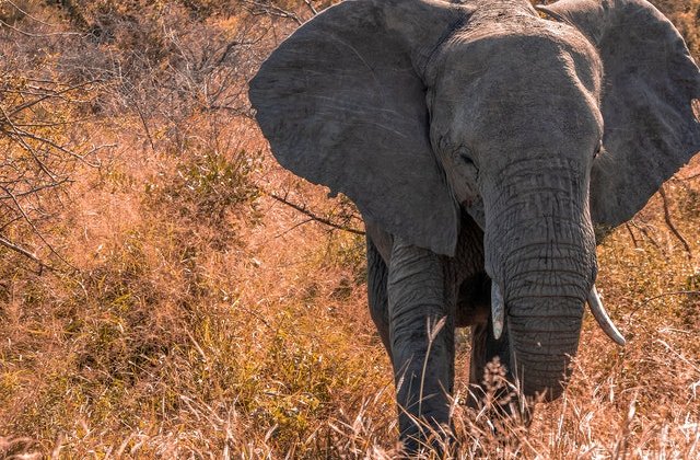 De ce elefanții nu țin la beție în ciuda staturii impunătoare