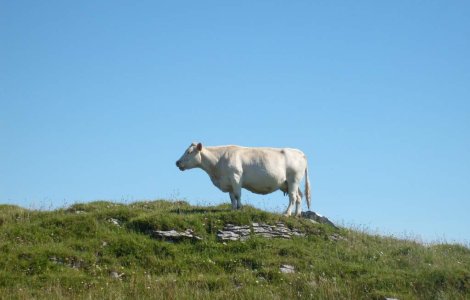 Elvetia: Aproape 30 de bovine sinucigase s-au aruncat de pe o stanca