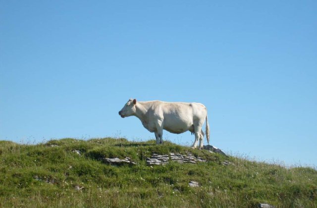 Elvetia: Aproape 30 de bovine sinucigase s-au aruncat de pe o stanca