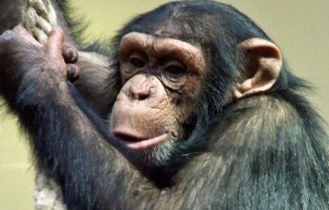 Un cimpanzeu a adoptat un pui de puma