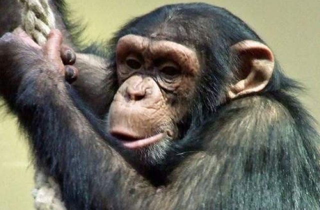 Un cimpanzeu a adoptat un pui de puma