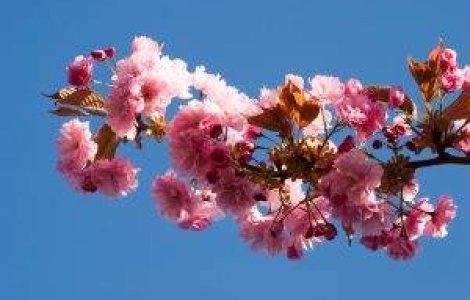 Viitorul premier japonez vrea o comunitate asiatica dupa model UE