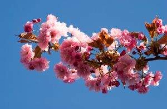 Viitorul premier japonez vrea o comunitate asiatica dupa model UE