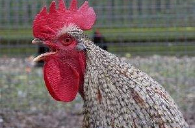 FAO avertizeaza asupra riscului de revenire a gripei aviare