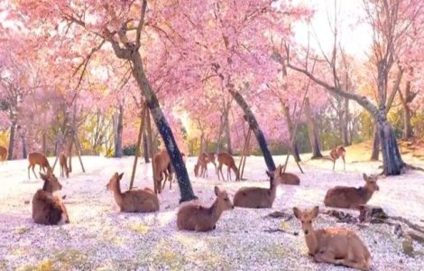 VIDEO Nara, orașul florilor de cireș, invadat de căprioare