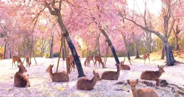 VIDEO Nara, orașul florilor de cireș, invadat de căprioare