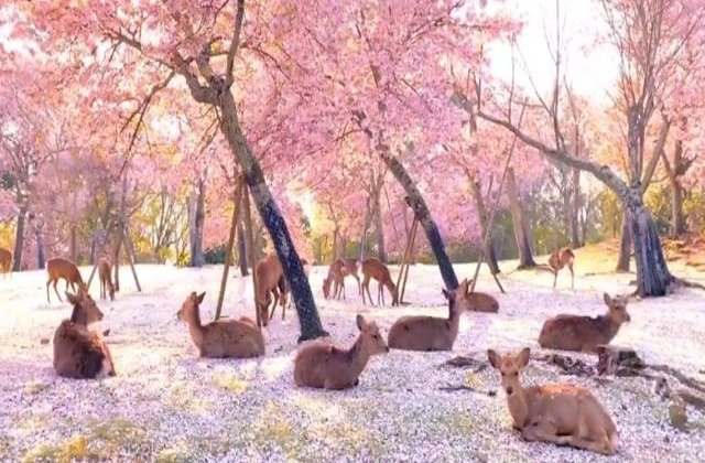 VIDEO Nara, orașul florilor de cireș, invadat de căprioare