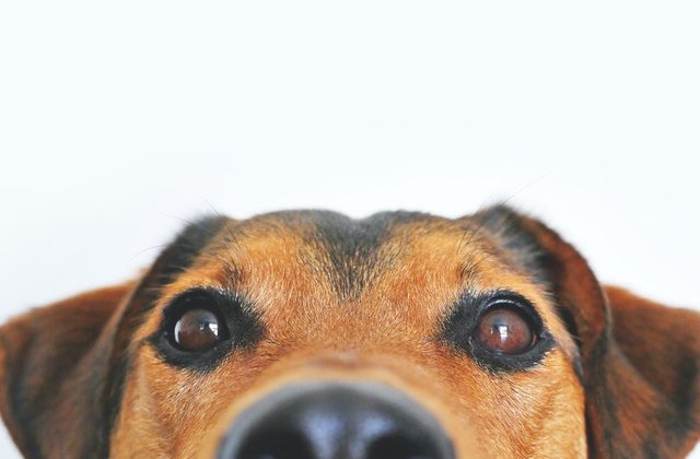 Înainte și după: Cum s-a transformat un câine după 6 ani într-un adăpost pentru animale