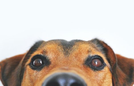 Înainte și după: Cum s-a transformat un câine după 6 ani într-un adăpost pentru animale