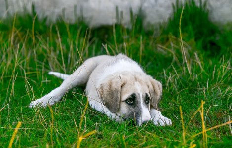 Câini schingiuiți cu brutalitate în Suceava. Polițiștii fac cercetări