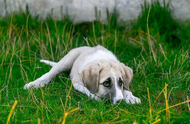 Câini schingiuiți cu brutalitate în Suceava. Polițiștii fac cercetări pentru a-l identifica pe prorietar