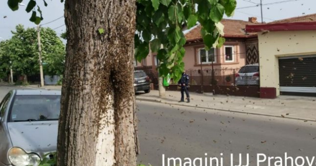 VIDEO Jandarmii din Ploiești au fost chemați pentru a muta un roi de albine