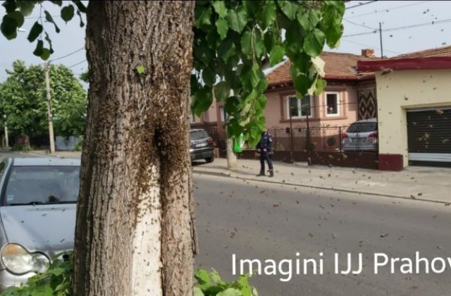 VIDEO Jandarmii din Ploiești, intervenție specială. Chemați să mute... un roi de albine agresive