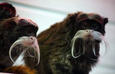 Maimutele iubesc Metallica