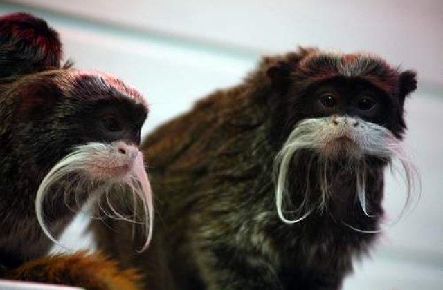 Maimutele iubesc Metallica