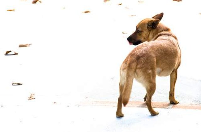 Au aparut costumele anti-cutremur pentru caini