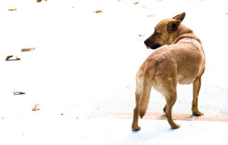 Au aparut costumele anti-cutremur pentru caini