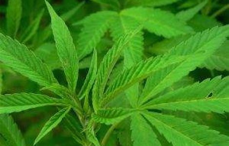 Cehia: Folosirea canabisului in scopuri medicale, aprobata de parlament