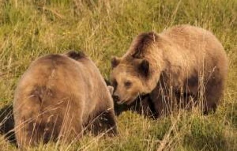 78% din romani nu sunt de acord cu vanarea ursilor