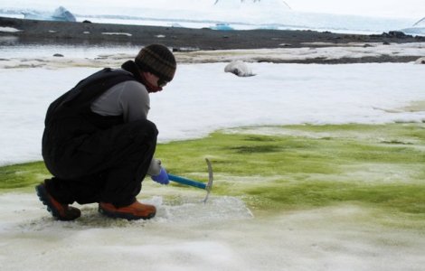 VIDEO Antarctica ar putea deveni verde. Explicația specialiștilor