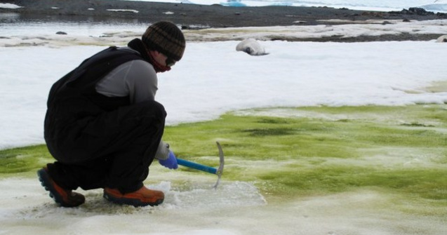 VIDEO Antarctica ar putea deveni verde. Explicația specialiștilor
