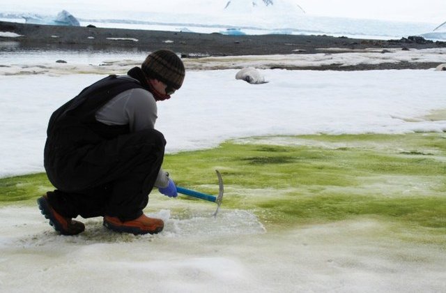 VIDEO Antarctica ar putea deveni verde. Explicația specialiștilor