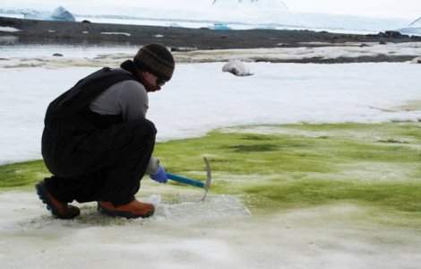 VIDEO Antarctica ar putea deveni verde. Explicația specialiștilor