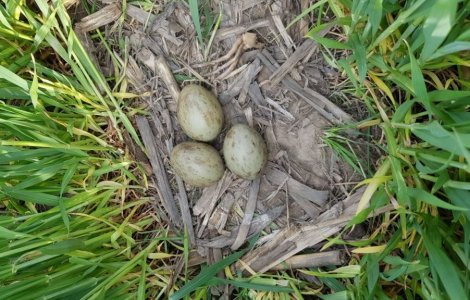 La 30 de ani de la dispariție, dropia s-a reîntors și cuibărește în România