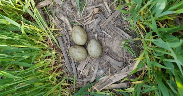 La 30 de ani de la dispariție, dropia s-a reîntors și cuibărește în România