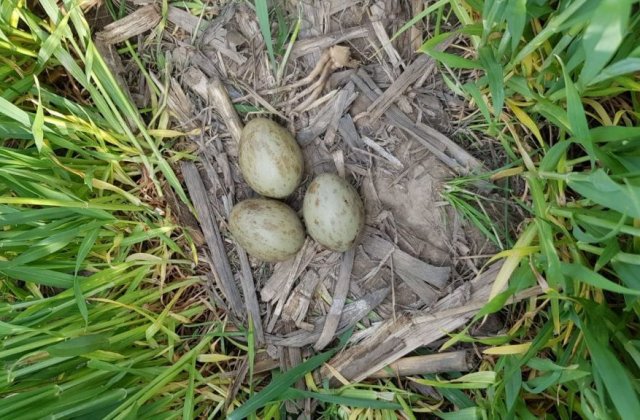 La 30 de ani de la dispariție, dropia s-a reîntors și cuibărește în România