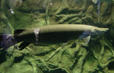 Chinezii vaneaza pesti exotici uriasi