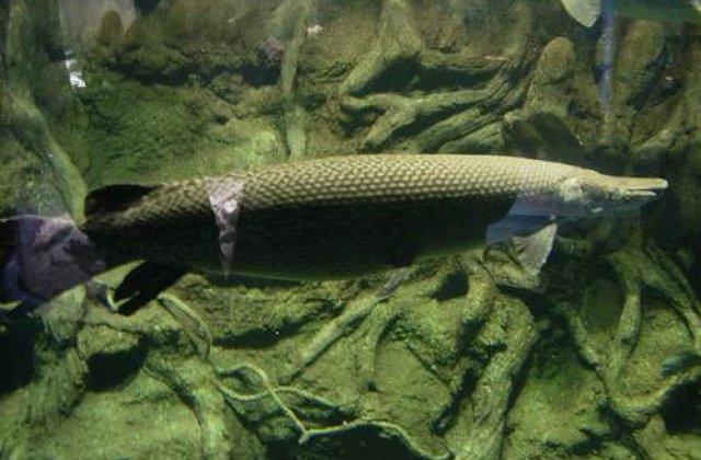 Chinezii vaneaza pesti exotici uriasi