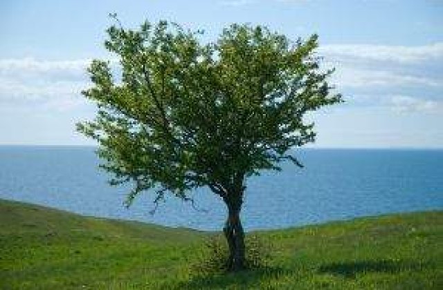 &#39;Click a tree&#39; si planteaza un copac!