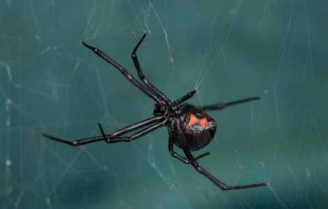 S-au lăsat înțepați de un păianjen "Văduva neagră" în speranța că vor căpăta puteri ca Spider-Man