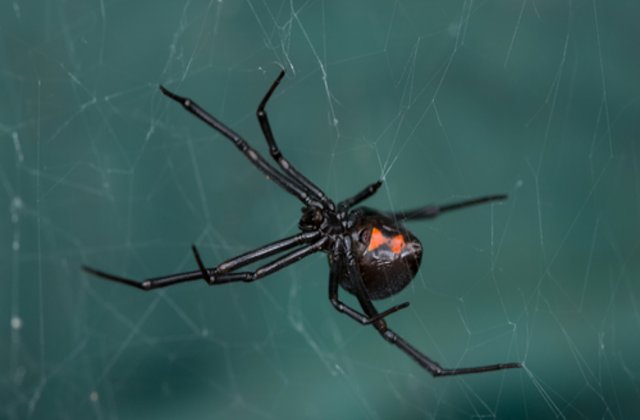 S-au lăsat înțepați de un păianjen "Văduva neagră" în speranța că vor căpăta puteri ca Spider-Man