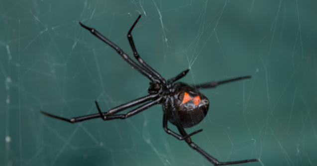 S-au lăsat înțepați de un păianjen "Văduva neagră" în speranța că vor căpăta puteri ca Spider-Man