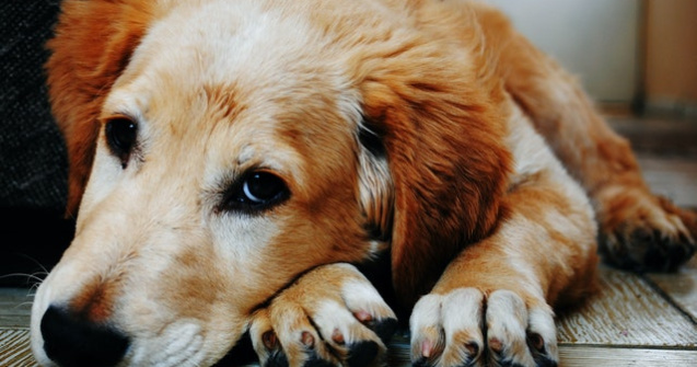 Un câine și-a așteptat trei luni, în holul spitalului, stăpânul ucis de COVID-19