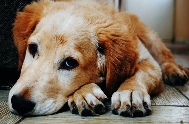 Lecție de iubire și devotament: Un câine și-a așteptat trei luni, în holul spitalului, stăpânul ucis de COVID-19