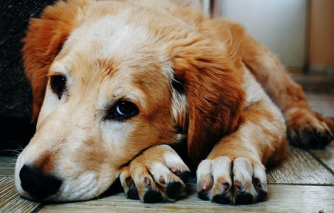 Un câine și-a așteptat trei luni, în holul spitalului, stăpânul ucis de COVID-19