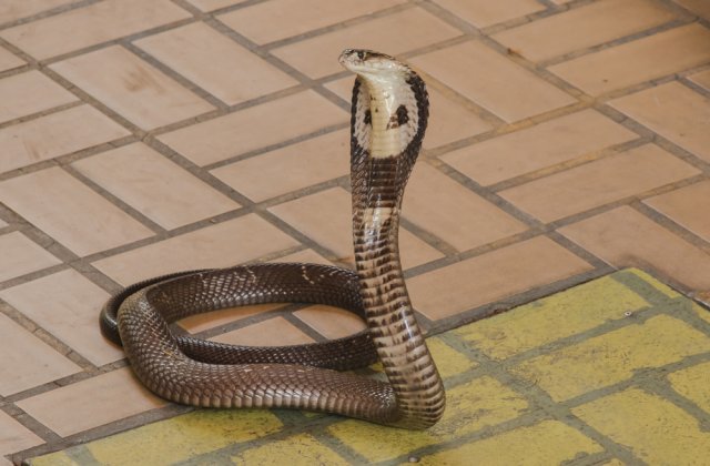 Și-a omorât soția aruncând spre ea o cobră: „Îi era teamă că va pierde zestrea dacă divorțează”