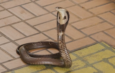 Și-a omorât soția aruncând spre ea o cobră: „Îi era teamă că va pierde zestrea”