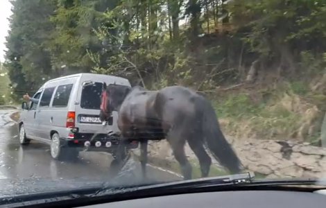 VIDEO Și-a legat calul de mașină și a mers cu el prin ploaie timp de 3 ore