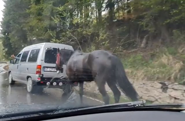 VIDEO Animalele sunt în continuare maltratate. Un bărbat și-a legat calul de mașină și a mers cu el prin ploaie timp de 3 ore