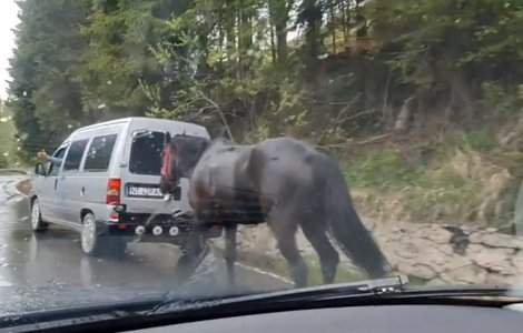 VIDEO Și-a legat calul de mașină și a mers cu el prin ploaie timp de 3 ore